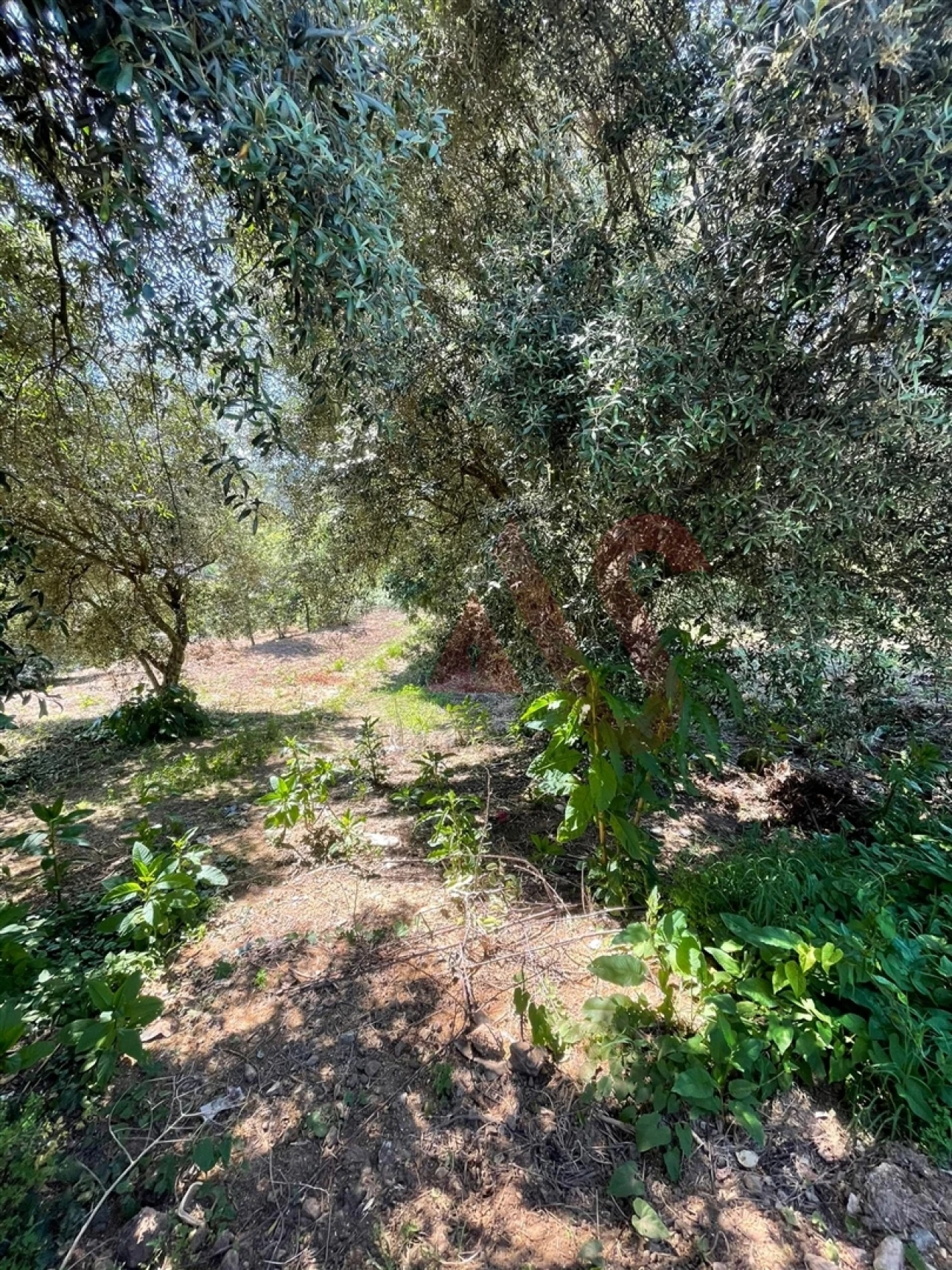 Terreno para Venda em Macieira da Lixa e Caramos Foto 10