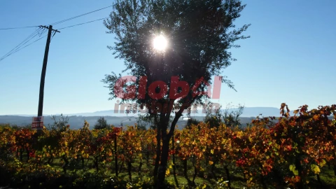 Terreno para Venda em São João de Lourosa