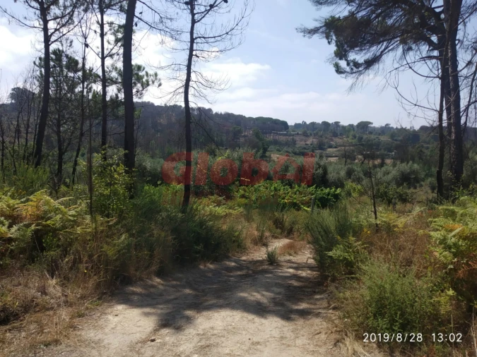 Terreno Agricola ou Rústico para Venda em Silgueiros Foto 3