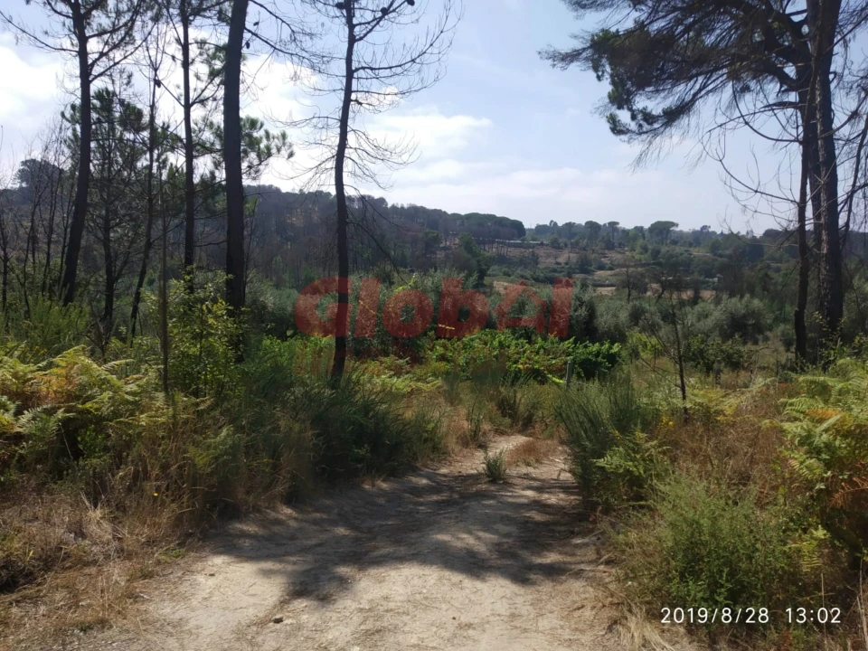 Terreno Agricola ou Rústico para Venda em Silgueiros Foto 3