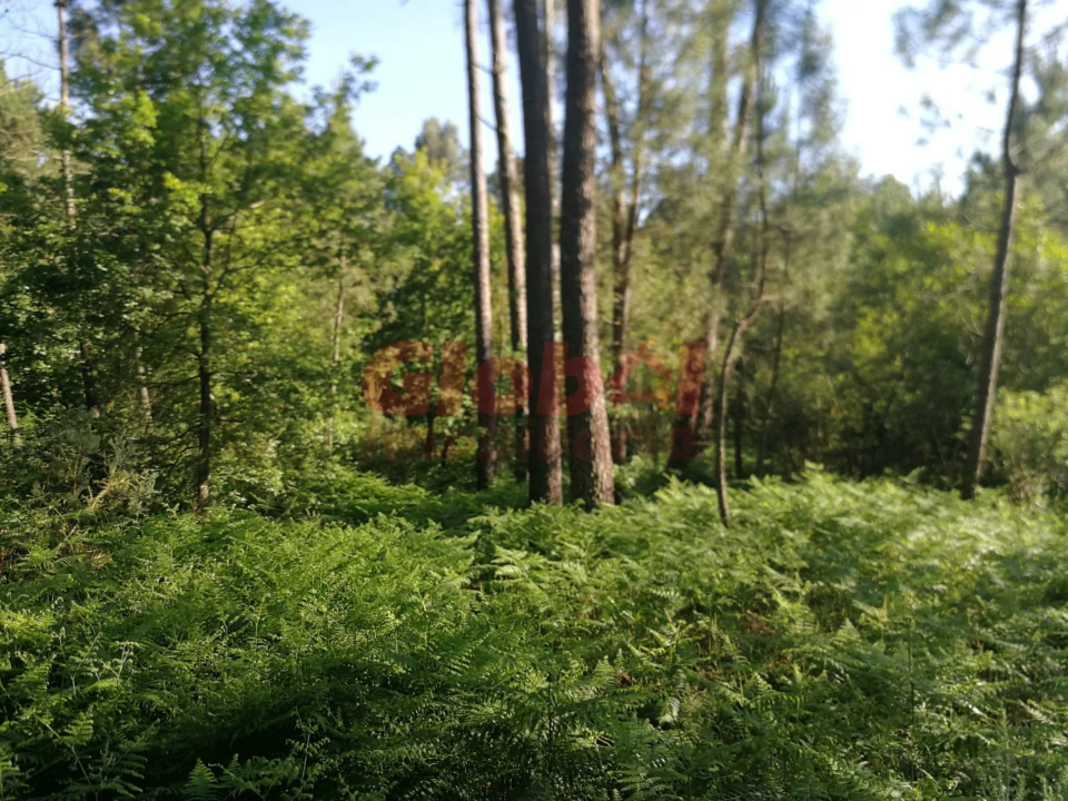 Terreno Agricola ou Rústico para Venda em Santos Evos Foto 2