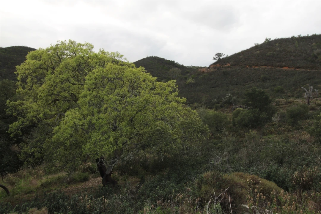 Quinta T0 para Venda em Aljezur Foto 29