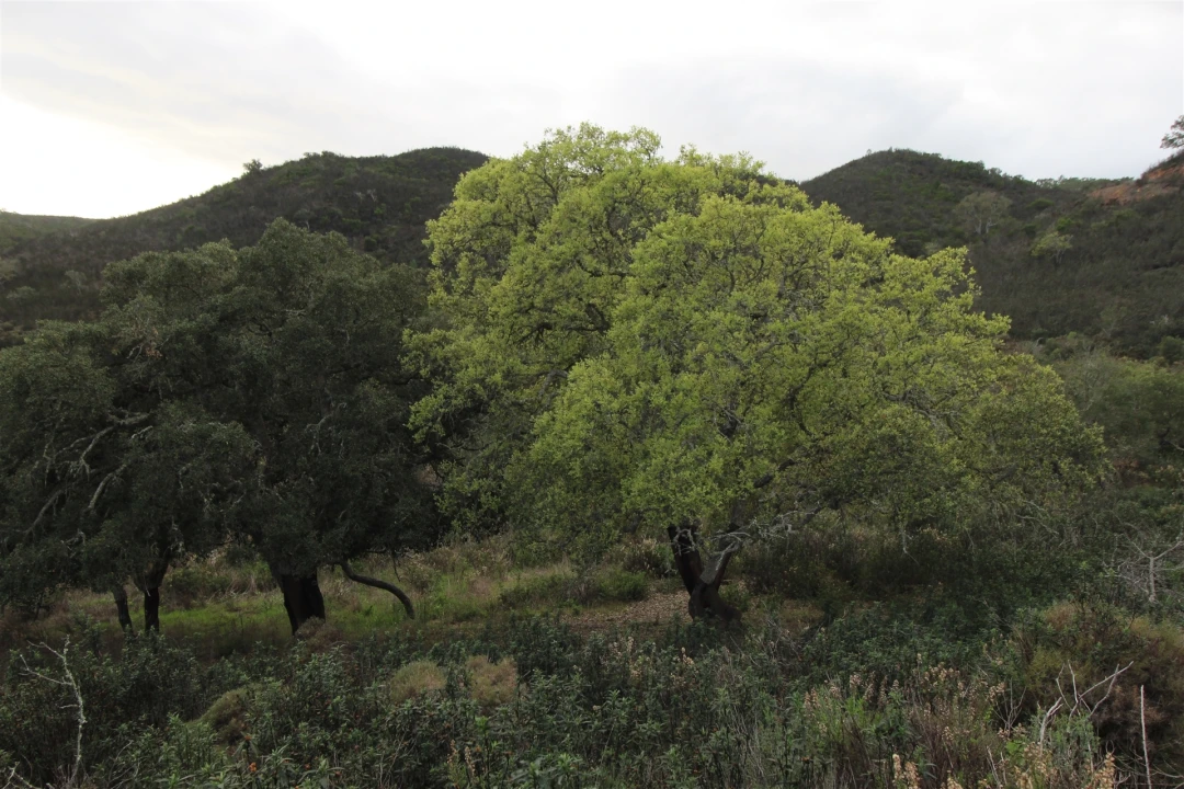 Quinta T0 para Venda em Aljezur Foto 28