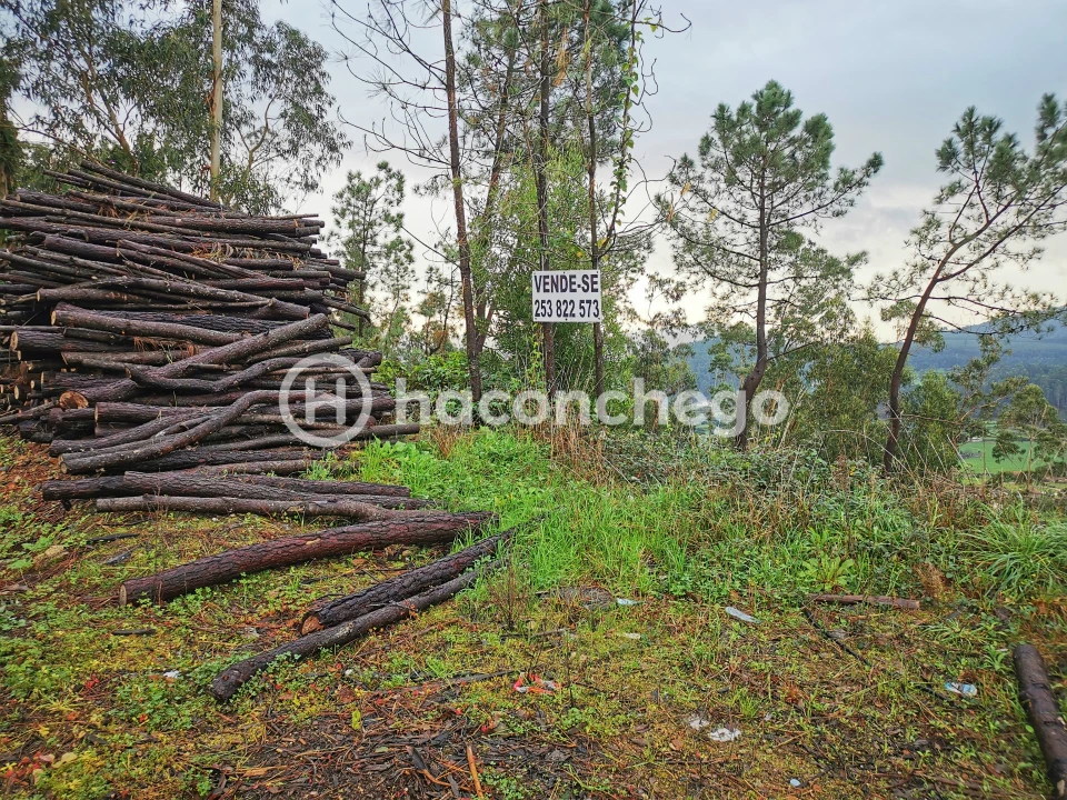 Terreno para Venda em Abade de Neiva Foto 8