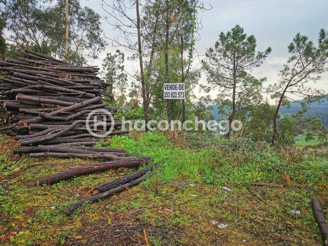 Terreno para Venda em Abade de Neiva Foto 8