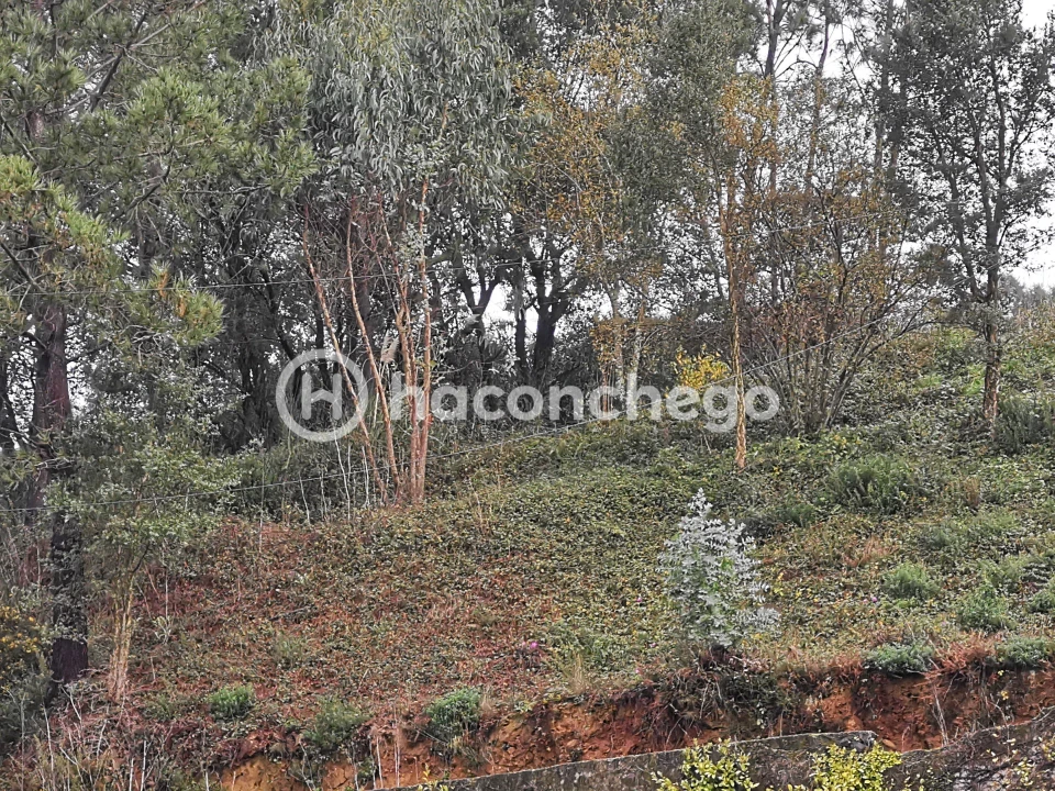 Terreno para Venda em Abade de Neiva Foto 10