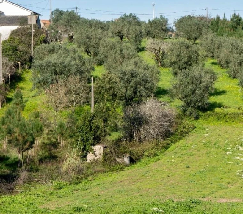 Terreno Agricola ou Rústico para Venda em Parceiros e Azoia Foto 12
