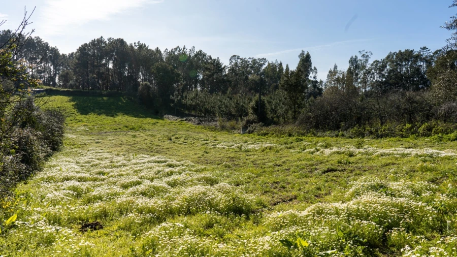 Terreno Agricola ou Rústico para Venda em Parceiros e Azoia Foto 2