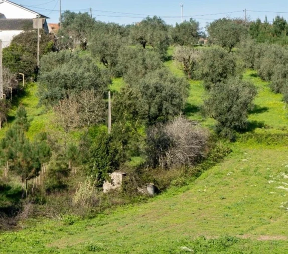 Terreno Agricola ou Rústico para Venda em Parceiros e Azoia Foto 12