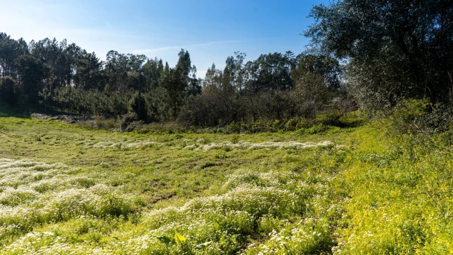 Terreno Agricola ou Rústico para Venda em Parceiros e Azoia Foto 3
