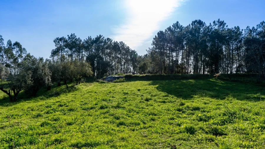 Terreno Agricola ou Rústico para Venda em Parceiros e Azoia Foto 6