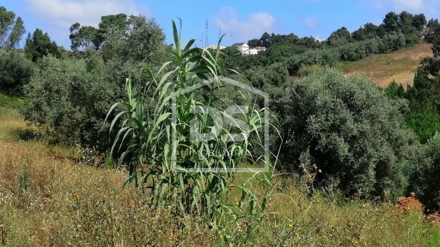 Terreno para Venda em Santa Eufémia e Boa Vista