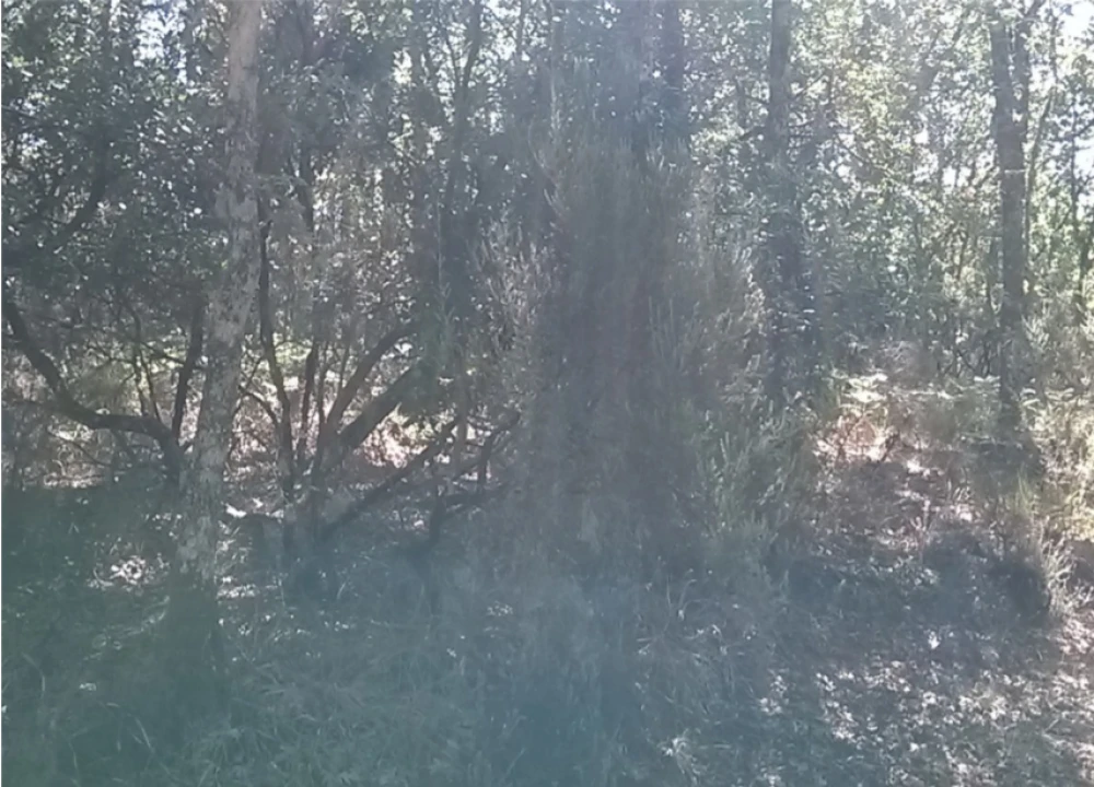 Terreno para Venda em Vilar de Ossos Foto 2