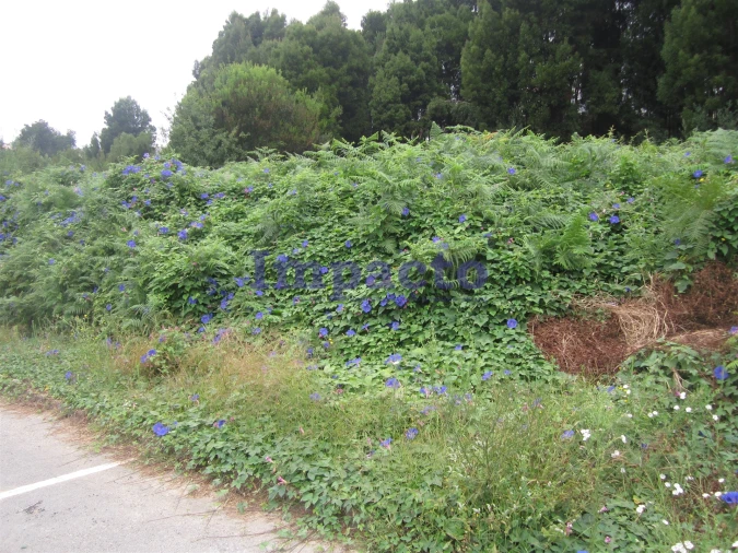 Terreno para Venda em Vila de Cucujães Foto 4
