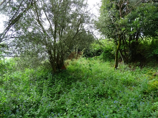 Moradia T2 para Venda em Ribas Foto 8