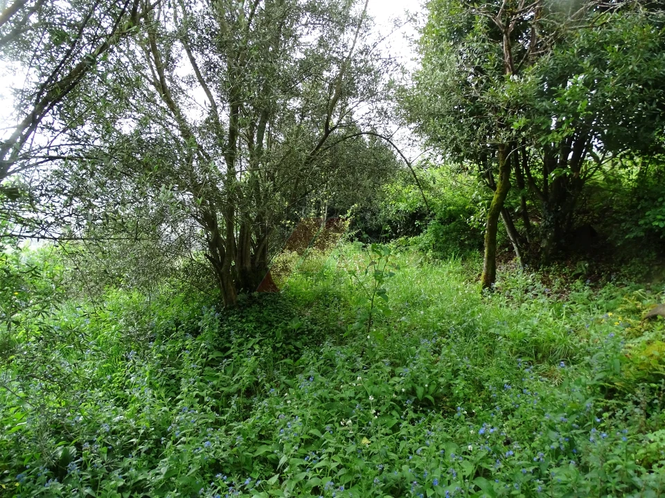 Moradia T2 para Venda em Ribas Foto 8