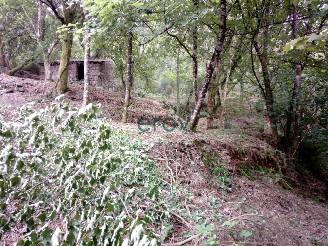 Terreno para Venda em Caniçada e Soengas Foto 8