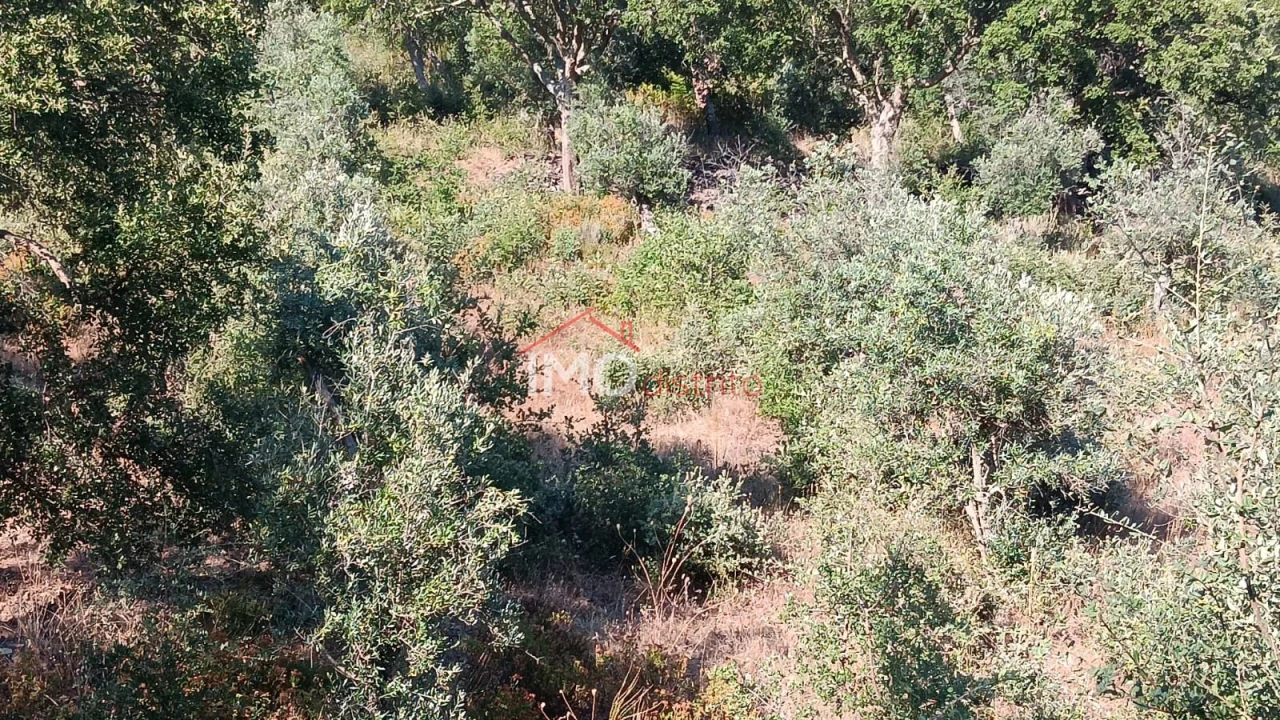 Terreno Agricola ou Rústico para Venda em São Salvador da Aramenha Foto 5