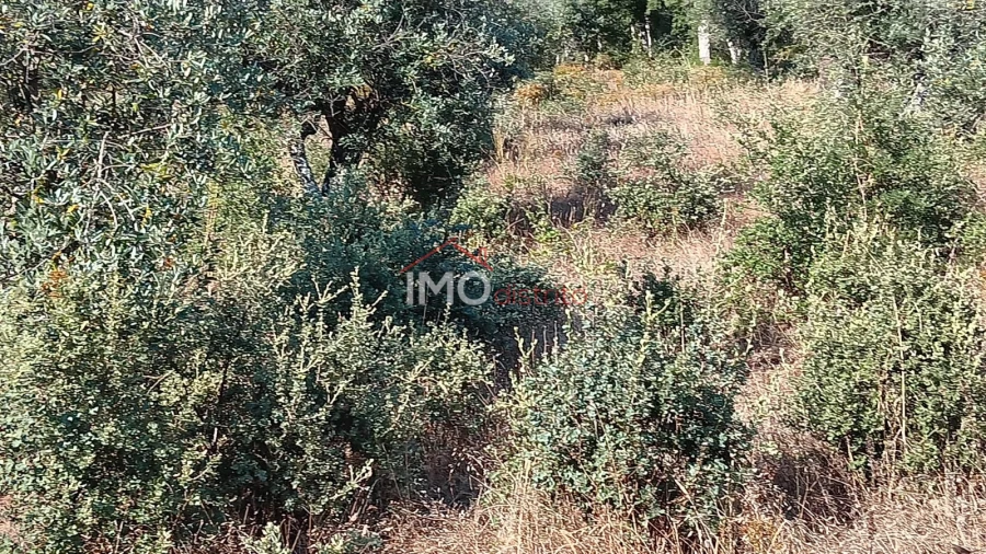 Terreno Agricola ou Rústico para Venda em São Salvador da Aramenha Foto 2