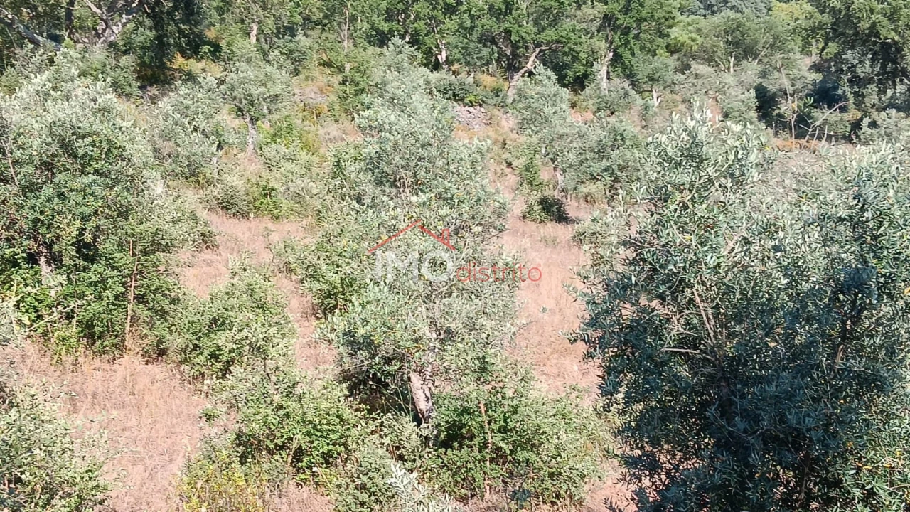 Terreno Agricola ou Rústico para Venda em São Salvador da Aramenha Foto 4