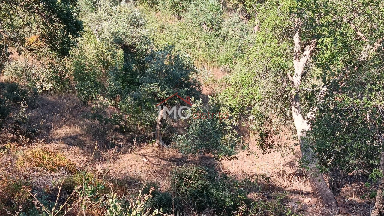 Terreno Agricola ou Rústico para Venda em São Salvador da Aramenha Foto 3