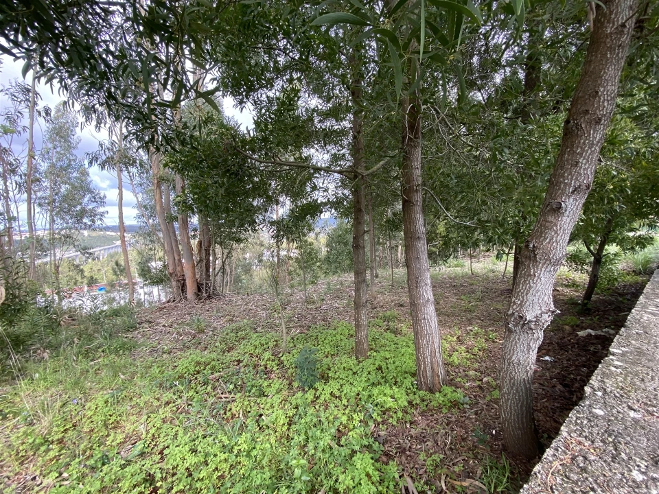 Terreno para Venda em Leiria, Pousos, Barreira e Cortes Foto 3