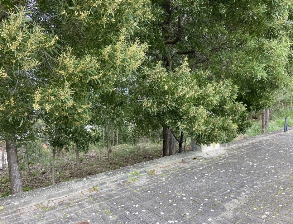 Terreno para Venda em Leiria, Pousos, Barreira e Cortes Foto 5