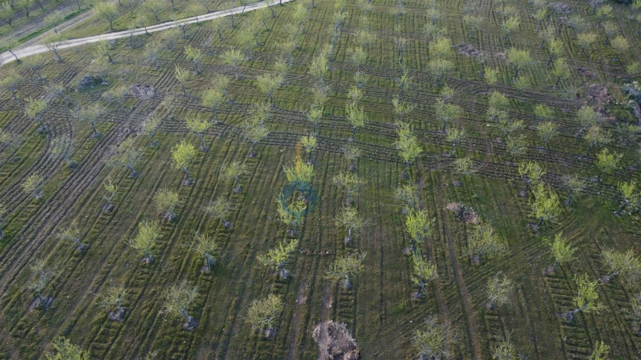 Terreno Agricola ou Rústico para Venda em Adeganha e Cardanha Foto 12
