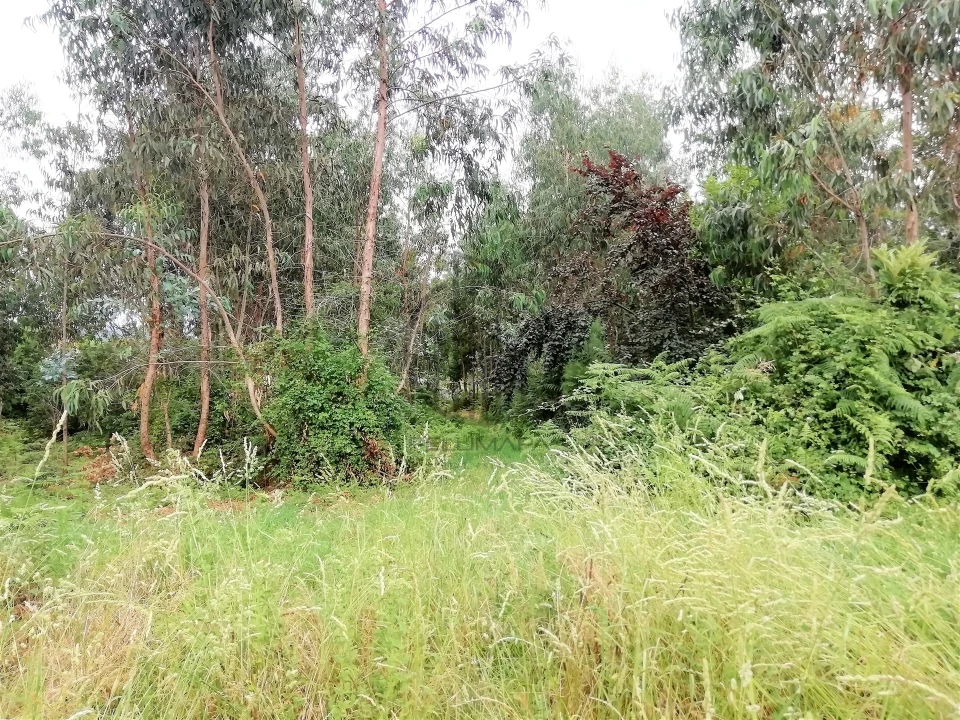 Terreno para Venda em Landim Foto 3