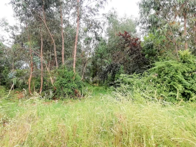 Terreno para Venda em Landim Foto 3