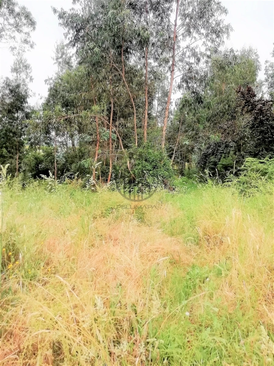 Terreno para Venda em Landim Foto 4