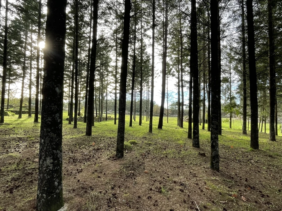 Quinta T0 para Venda em Moimenta da Serra e Vinhó Foto 11