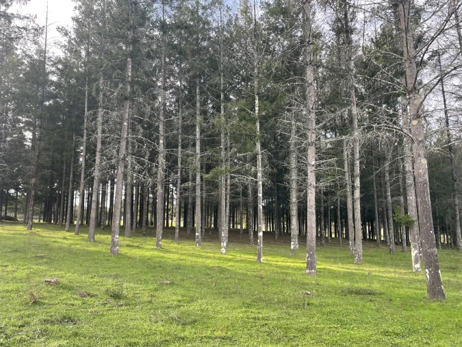 Quinta T0 para Venda em Moimenta da Serra e Vinhó Foto 16