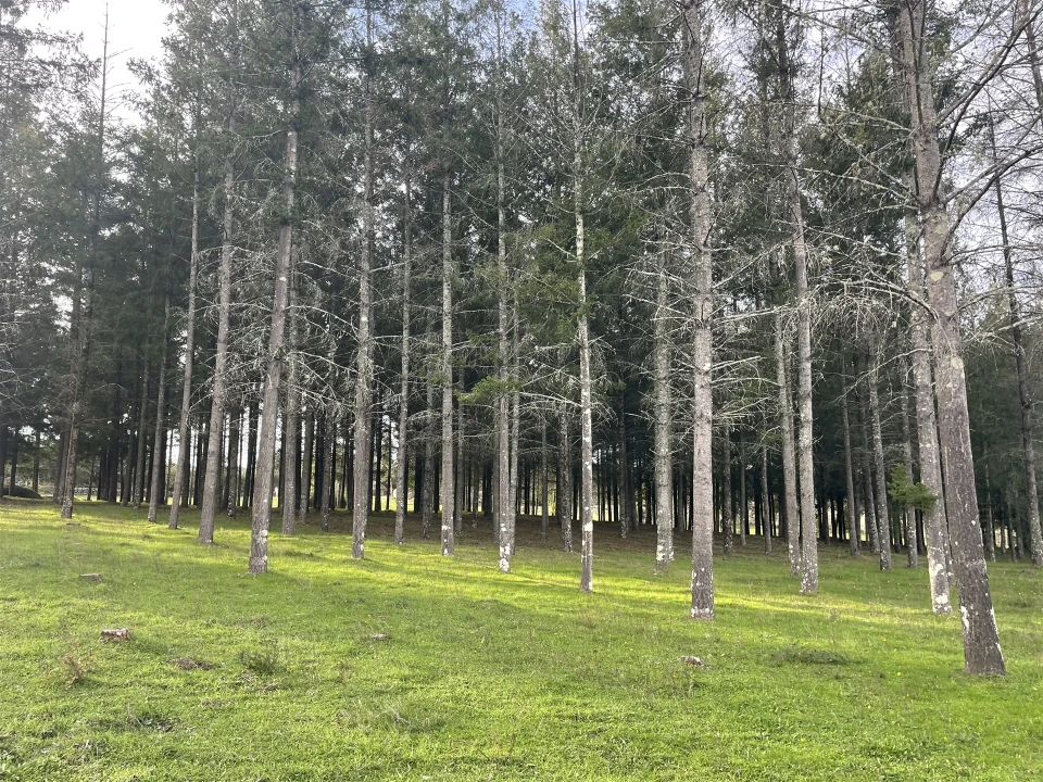 Quinta T0 para Venda em Moimenta da Serra e Vinhó Foto 16