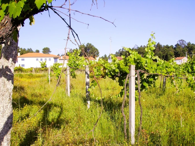 Moradia T3 para Venda em Mazedo e Cortes Foto 13