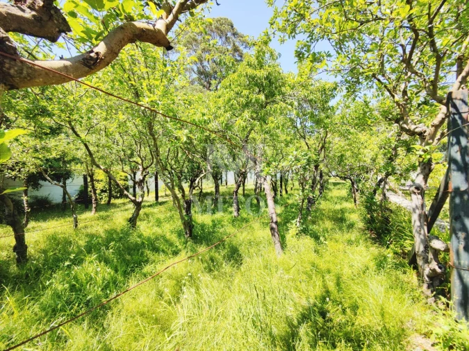 Quinta T7 para Venda em Seixas Foto 26