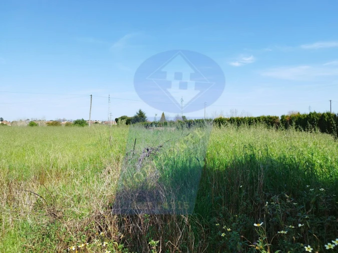 Terreno para Venda em Bustos, Troviscal e Mamarrosa Foto 1