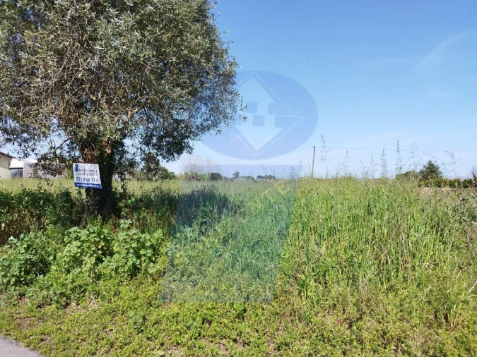 Terreno para Venda em Bustos, Troviscal e Mamarrosa Foto 3