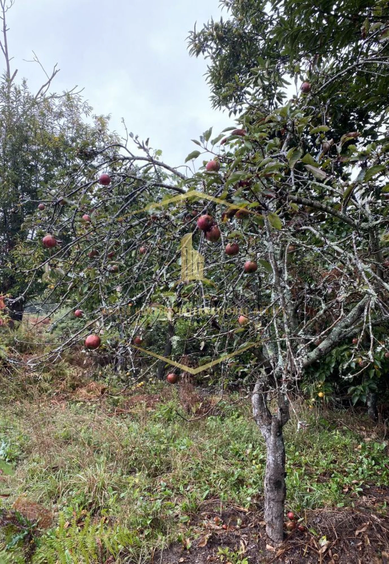 Terreno para Venda em Paredes Foto 9