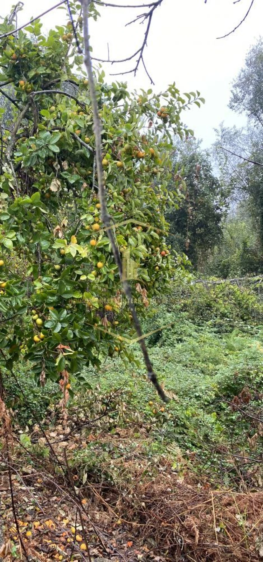 Terreno para Venda em Paredes Foto 8