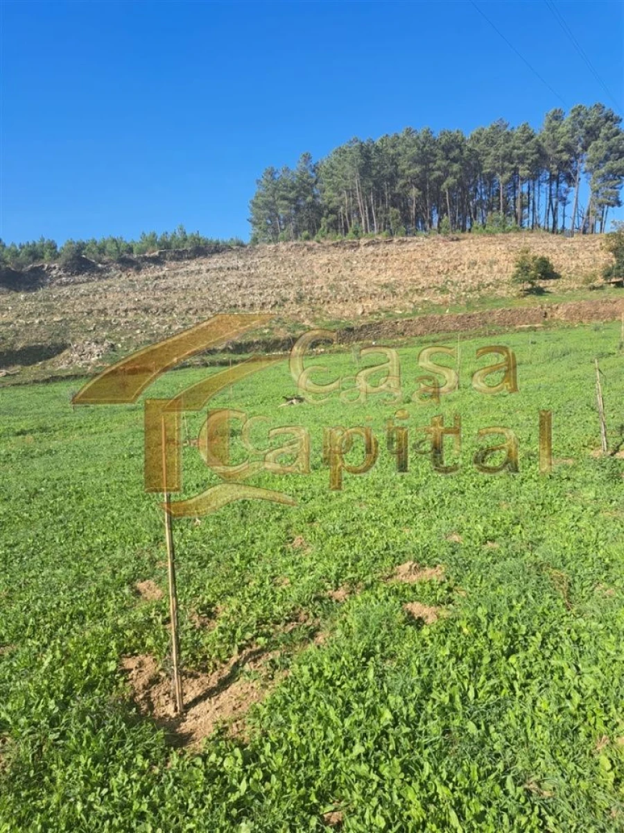 Quinta T0 para Venda em Andrães Foto 14