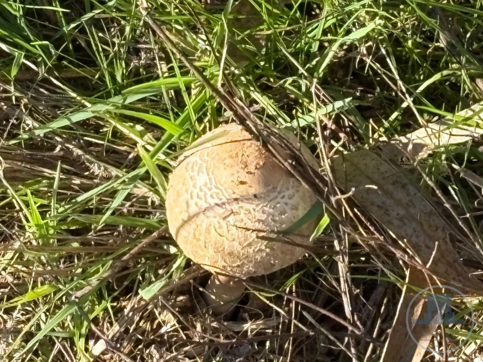 Quinta T5 para Venda em Gestaço Foto 24