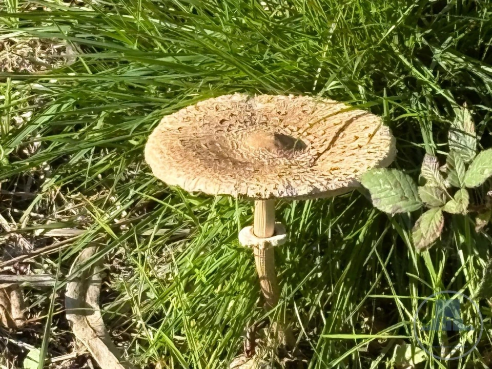 Quinta T5 para Venda em Gestaço Foto 25