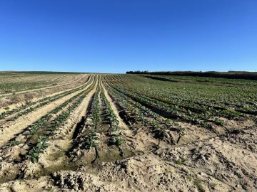 Terreno para Venda em Atouguia da Baleia
