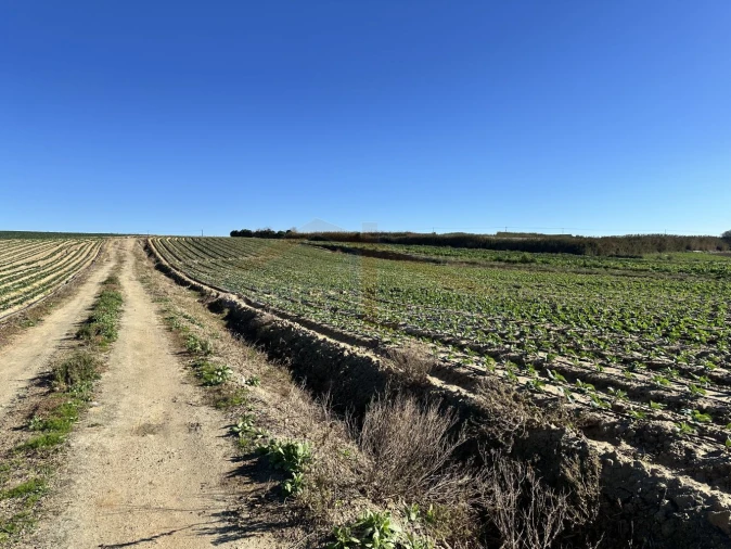 Terreno para Venda em Atouguia da Baleia Foto 17
