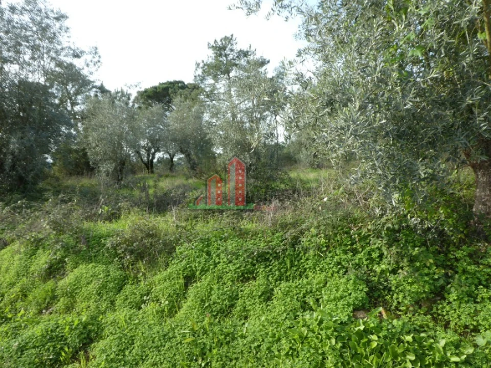 Terreno para Venda em Eiras e São Paulo de Frades Foto 2