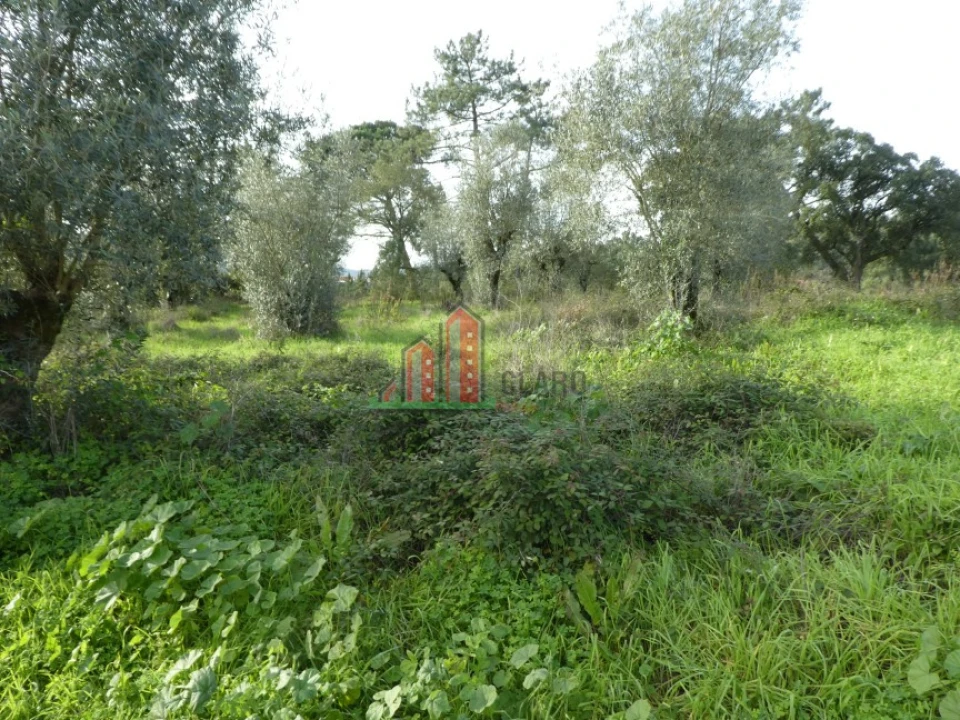 Terreno para Venda em Eiras e São Paulo de Frades Foto 1