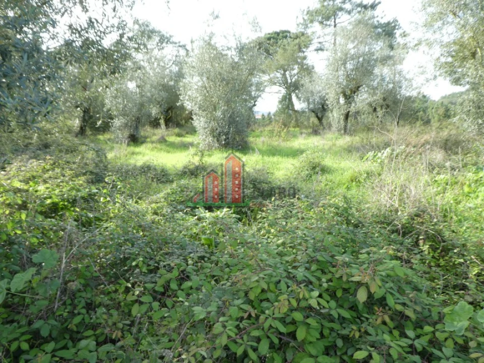 Terreno para Venda em Eiras e São Paulo de Frades Foto 6