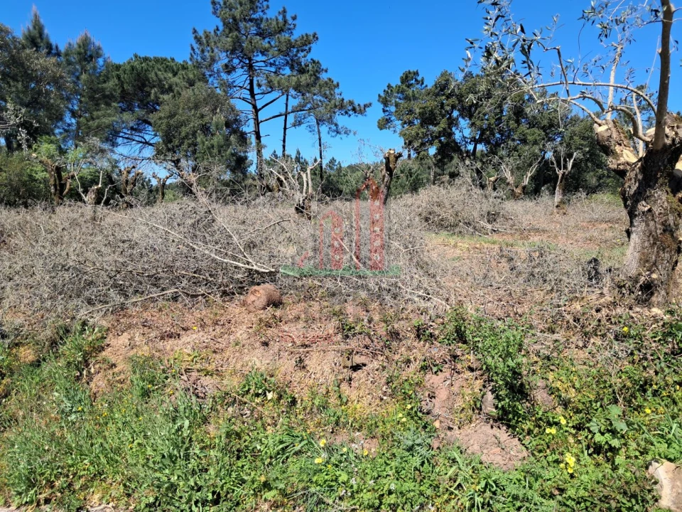 Terreno para Venda em Eiras e São Paulo de Frades Foto 10