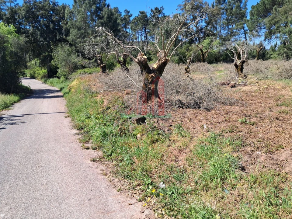 Terreno para Venda em Eiras e São Paulo de Frades Foto 9